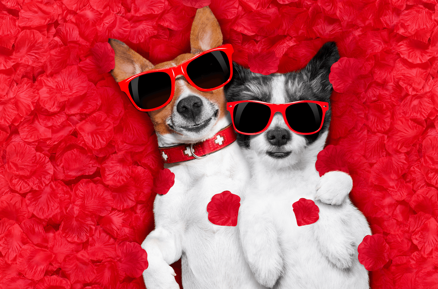 Dogs Trust has created lonely hearts ads for some of their dogs and we’re in love