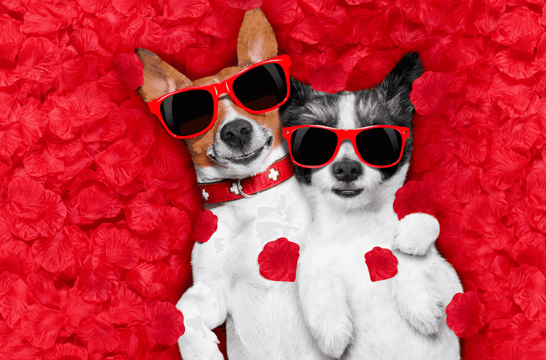 Dogs Trust has created lonely hearts ads for some of their dogs and we’re in love Dogs Trust has created lonely hearts ads for some of their dogs and we’re in love