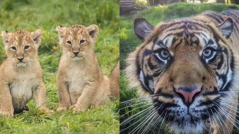 Fota Wildlife Park to reopen from tomorrow Fota Wildlife Park to reopen from tomorrow