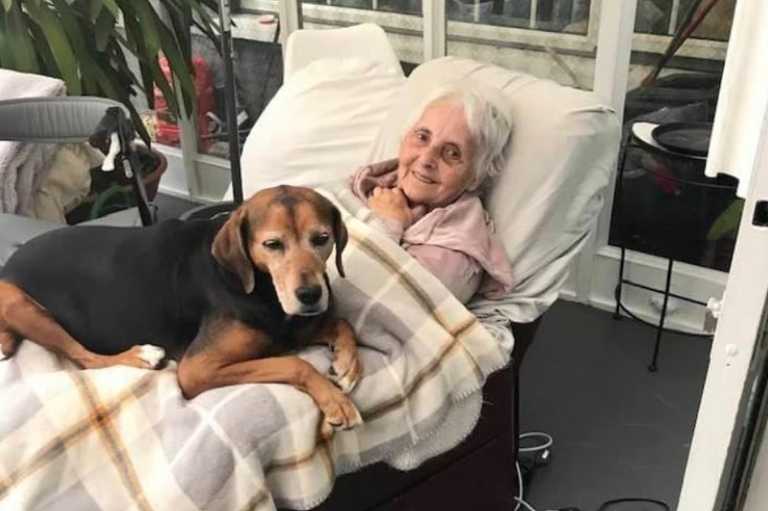 Appeals to help reunite lost dog Shadow with owner Appeals to help reunite lost dog Shadow with owner