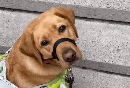 Meet Josie the guide dog in this gorge TikTok Meet Josie the guide dog in this gorge TikTok