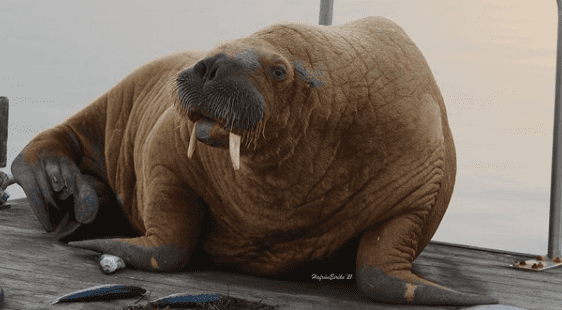 You’ll never guess where Wally the Walrus has been spotted