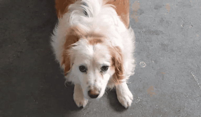 ‘No one gets left behind’ – 14 dogs saved from death row this week ‘No one gets left behind’ – 14 dogs saved from death row this week