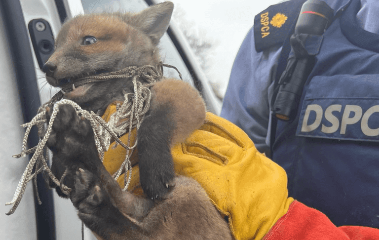 ‘Please put football nets away at night time’ urges DSPCA after fox cub is caught in net ‘Please put football nets away at night time’ urges DSPCA after fox cub is caught in net