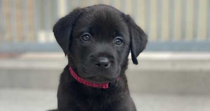 Puppy raising volunteers are urgently needed for Irish Guide Dogs across Ireland Puppy raising volunteers are urgently needed for Irish Guide Dogs across Ireland