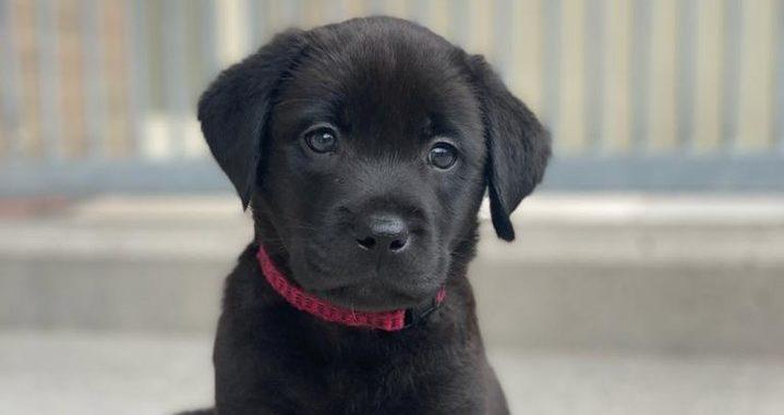 Puppy raising volunteers are urgently needed for Irish Guide Dogs across Ireland Puppy raising volunteers are urgently needed for Irish Guide Dogs across Ireland