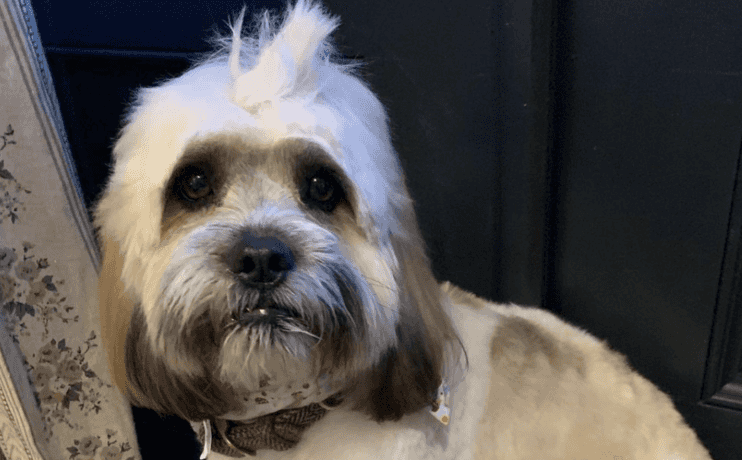 Amy Huberman roasts BOD for collecting the wrong dog from the groomers Amy Huberman roasts BOD for collecting the wrong dog from the groomers