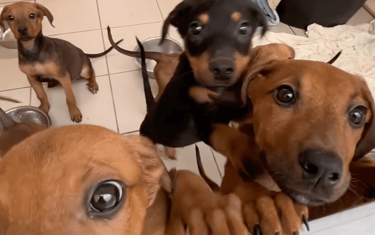 Dogs Trust appeals for foster families as they take in 54 dogs in 3 weeks Dogs Trust appeals for foster families as they take in 54 dogs in 3 weeks