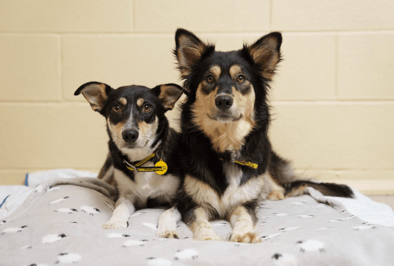 Dogs Trust report 394 dog surrender requests since Christmas Day Dogs Trust report 394 dog surrender requests since Christmas Day