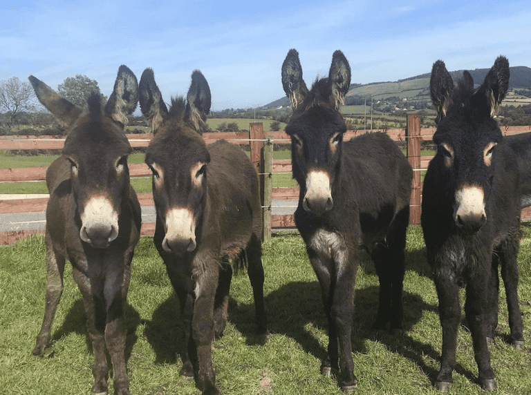 Donegal Donkey Sanctuary running ‘dangerously low’ on supplies issues appeal to public Donegal Donkey Sanctuary running ‘dangerously low’ on supplies issues appeal to public