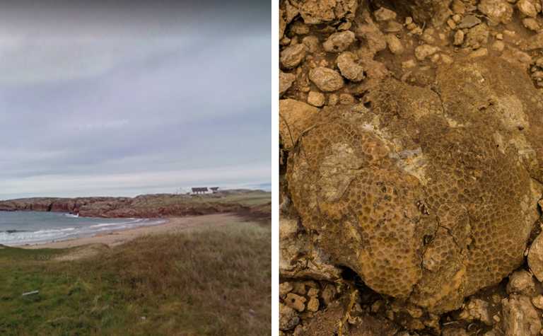 ‘I thought they were bird droppings’ – Ancient fossils found on a beach in Donegal ‘I thought they were bird droppings’ – Ancient fossils found on a beach in Donegal