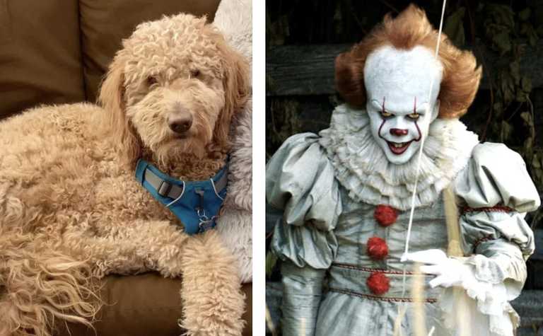 Dog owner raging after fluffy pup comes back from groomer ‘looking like Pennywise’ Dog owner raging after fluffy pup comes back from groomer ‘looking like Pennywise’