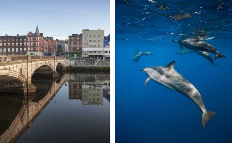 ‘A rare sight’ – Cork photographer spots dolphins swimming in River Lee ‘A rare sight’ – Cork photographer spots dolphins swimming in River Lee