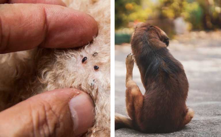 Rentokil issue warning as flea infestations likely in coming months Rentokil issue warning as flea infestations likely in coming months