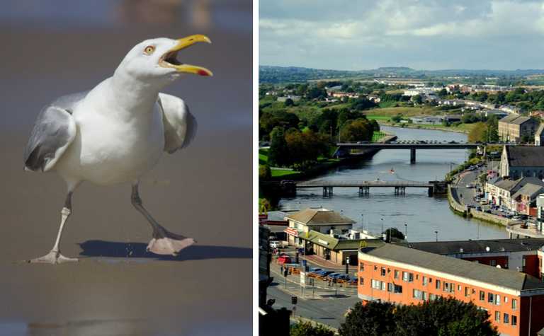‘It’s getting worse’ – Drogheda calls public meeting to address seagull problem ‘It’s getting worse’ – Drogheda calls public meeting to address seagull problem