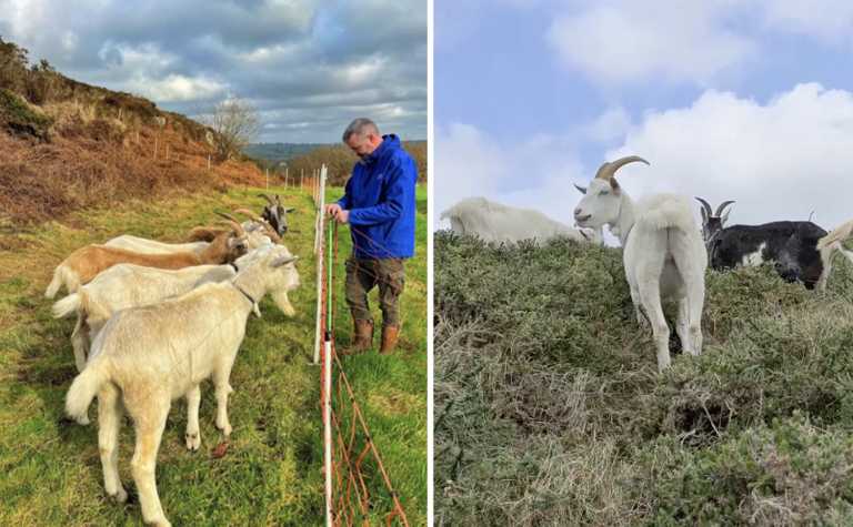 Team of eight goats enlisted to clear unwanted vegetation in Cork quarry Team of eight goats enlisted to clear unwanted vegetation in Cork quarry