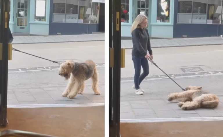 Dog goes viral after refusing to walk past pub without going in Dog goes viral after refusing to walk past pub without going in