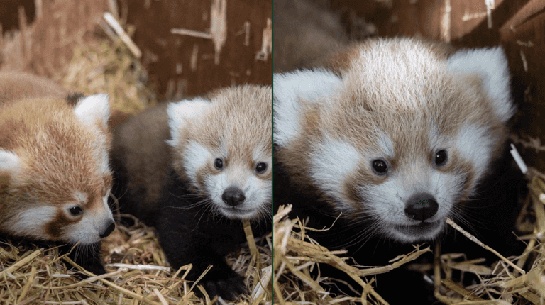 Fota Wildlife Park welcomes the birth of three critically endangered red panda cubs Fota Wildlife Park welcomes the birth of three critically endangered red panda cubs