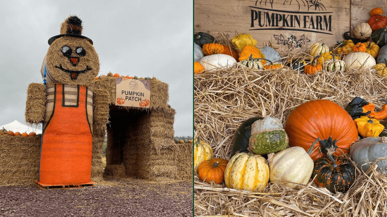 12 pumpkin patches to check out in Ireland that aren’t sold out (yet) 12 pumpkin patches to check out in Ireland that aren’t sold out (yet)