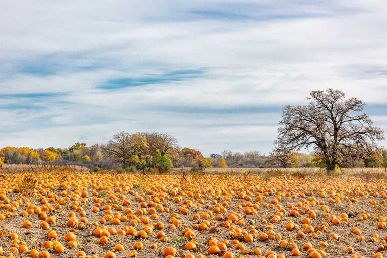 The top 10 pumpkin patches to check out in Ireland revealed The top 10 pumpkin patches to check out in Ireland revealed