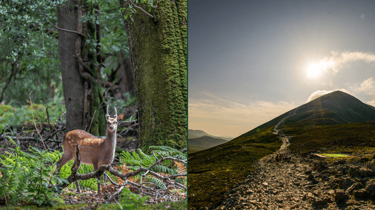 16 of the best autumnal woodland walks in Ireland 16 of the best autumnal woodland walks in Ireland