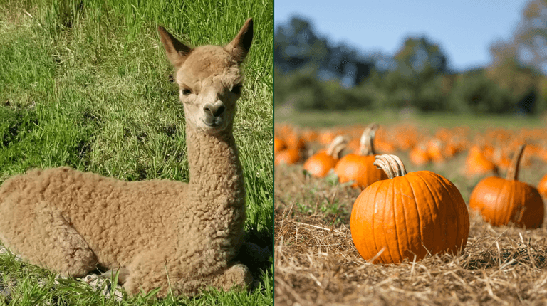 Wicklow to welcome an alpacas and pumpkin patch fundraising event this October Wicklow to welcome an alpacas and pumpkin patch fundraising event this October