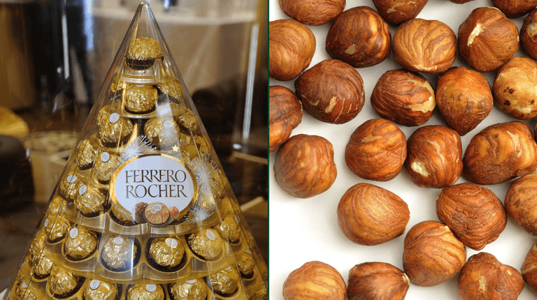 Shortage in hazelnuts could see lack of Ferrero Rochers this Christmas Shortage in hazelnuts could see lack of Ferrero Rochers this Christmas