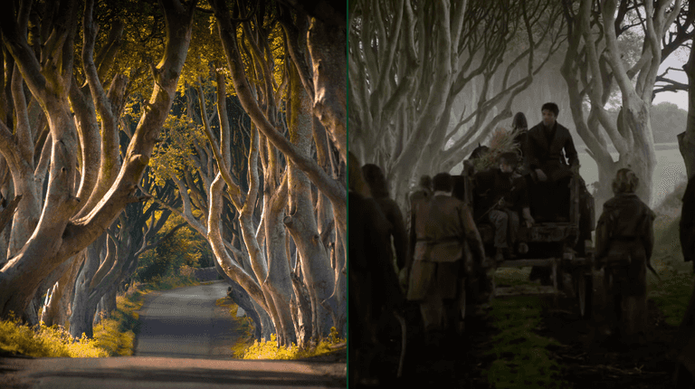 Game of Thrones film location in Antrim faces tree felling Game of Thrones film location in Antrim faces tree felling